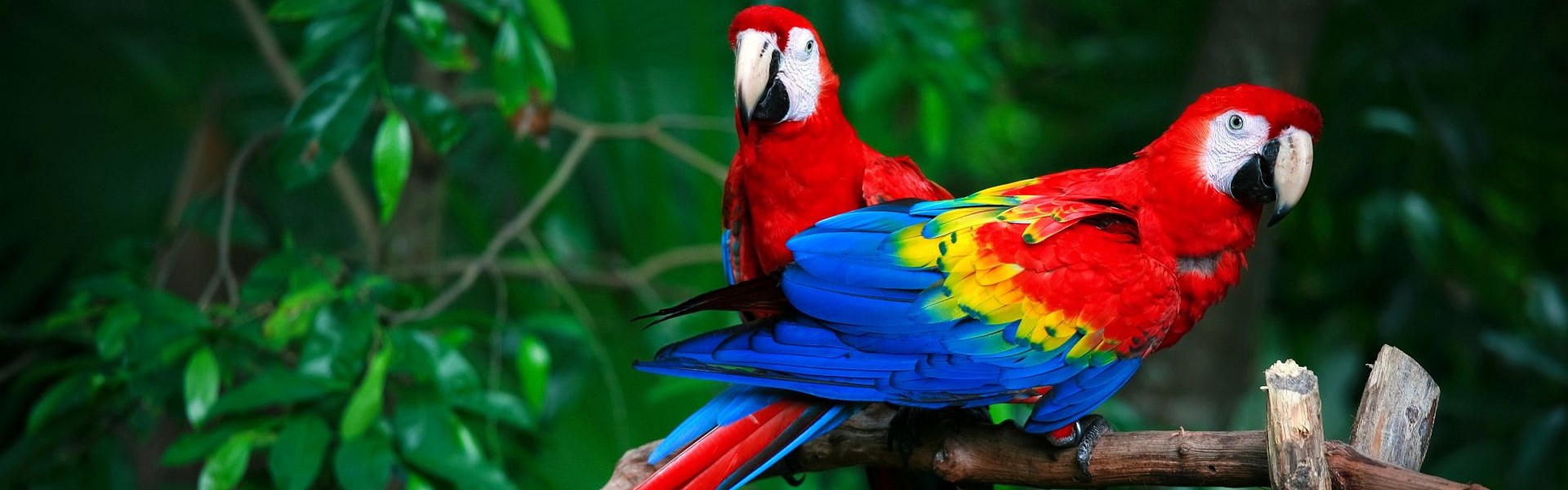 portrait de deux aras rouges dans la forêt amazonienne brésilienne