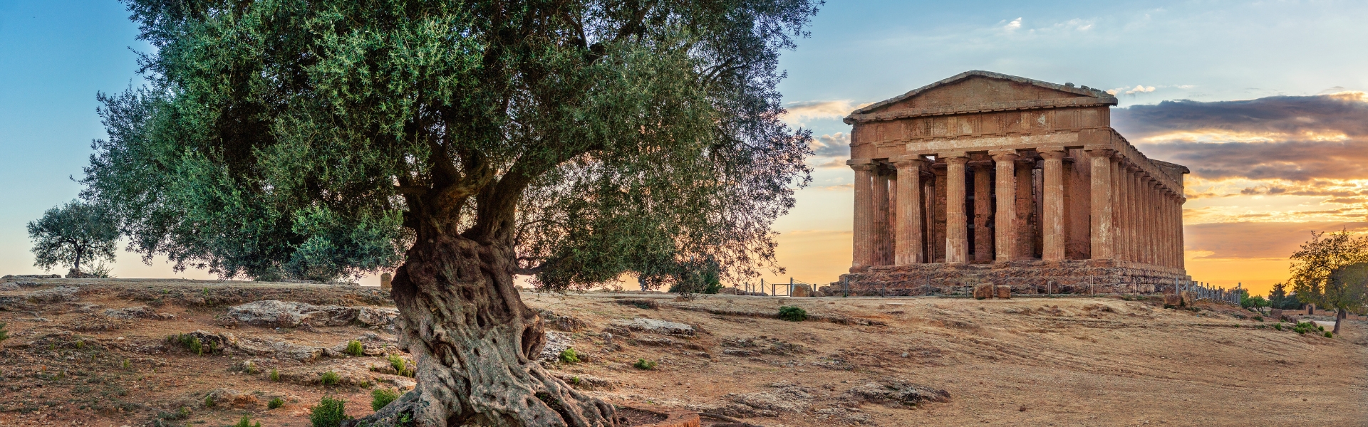 vallée des temples au coucher du soleil et son temple de la concorde proche d'un olivier - agrigente - sicile en italie