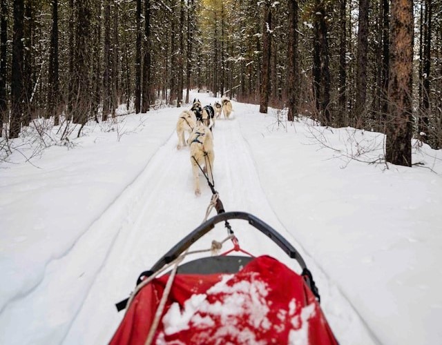 balade en chien de traineau au manitoba canada