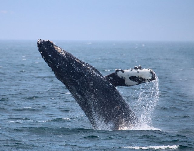 expédition en zodiac pour observer les baleines à la baie de clayoquot canada