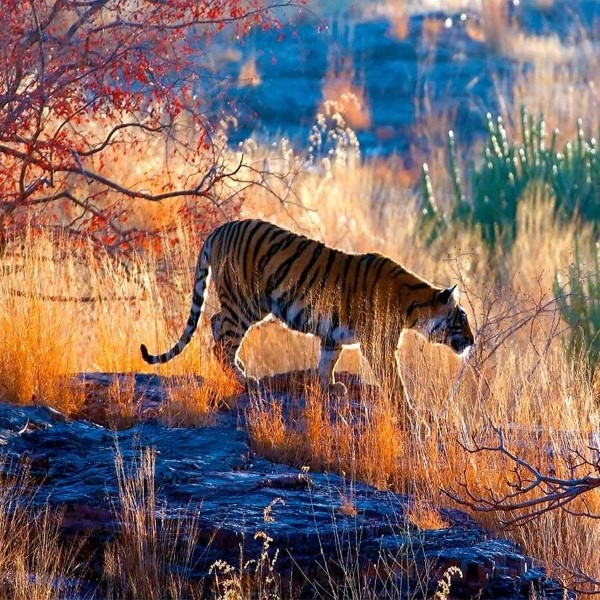 circuit les tigres du madhya pradesh
