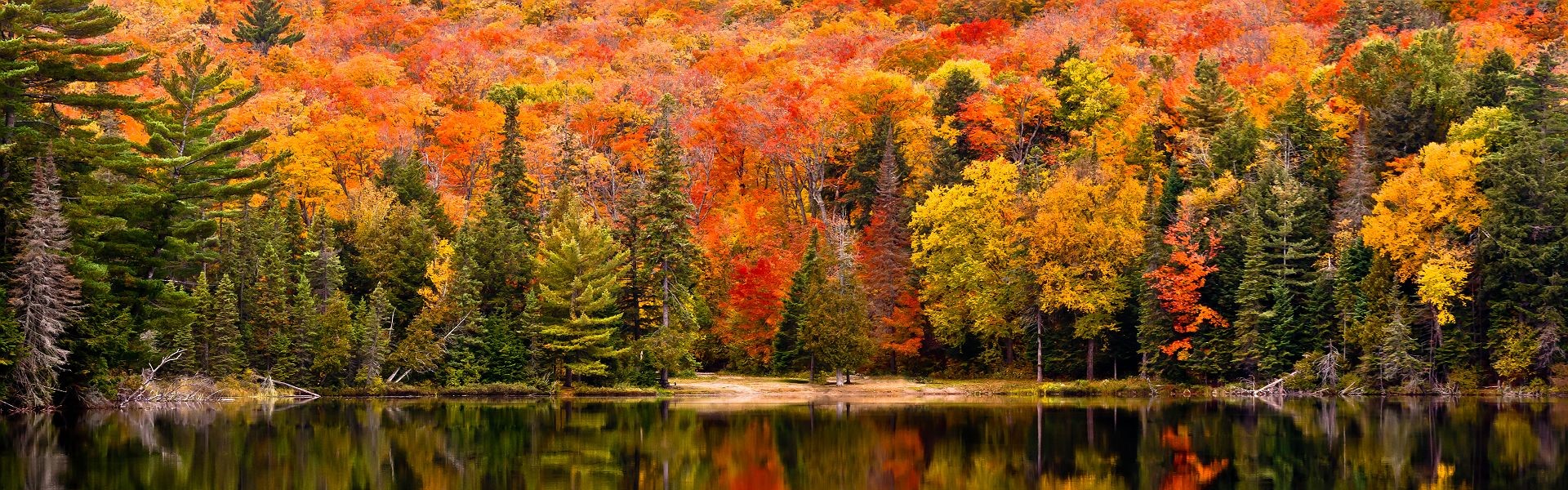 parc algonquin en ontario canada