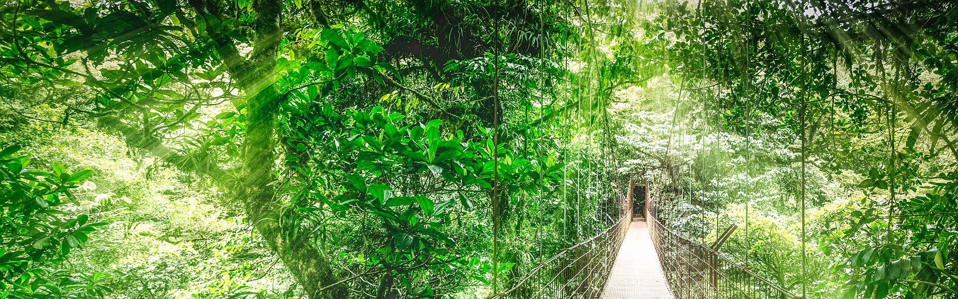 pont suspendu au parc national volcan arenal