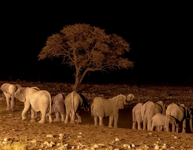 safari de nuit en 4x4 pour apercevoir les éléphants au parc national de ruaha en tanzanie
