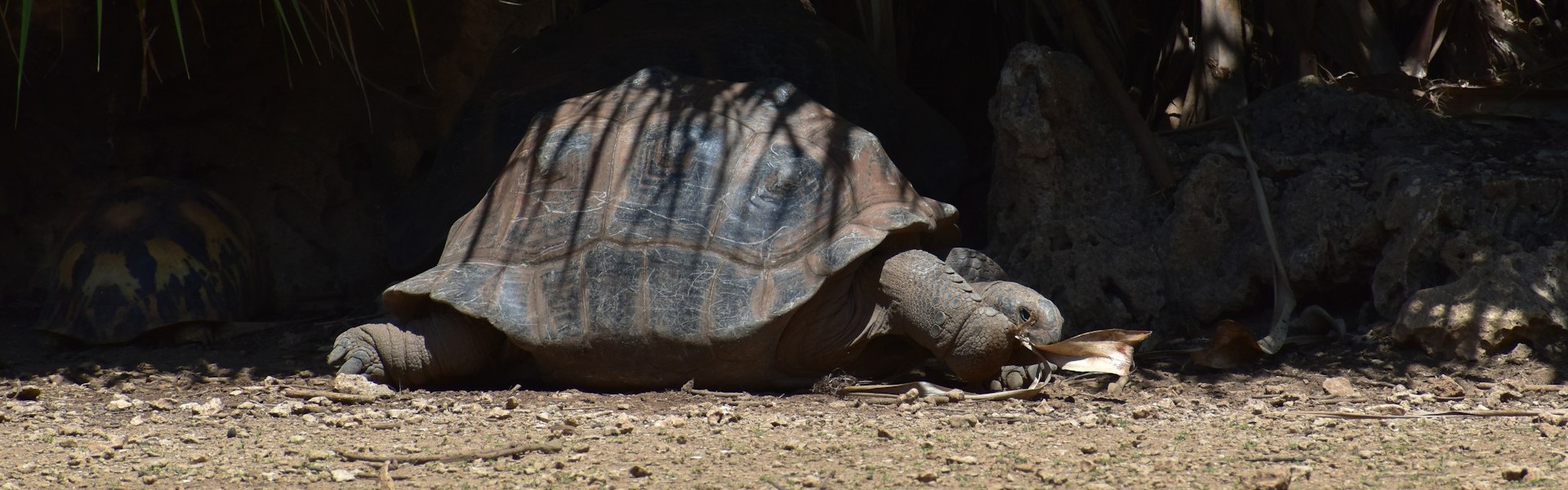 tortue sur l'île rodrigues à maurice