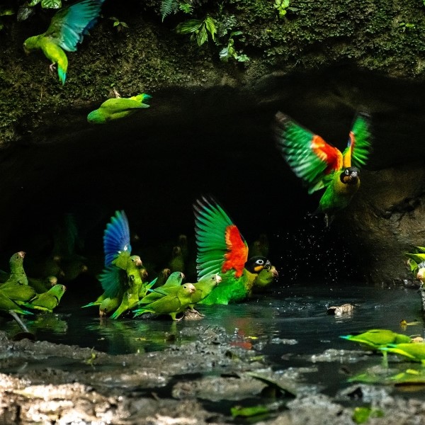 circuit épopée aux mille couleurs - crédit nwc vida silvestre