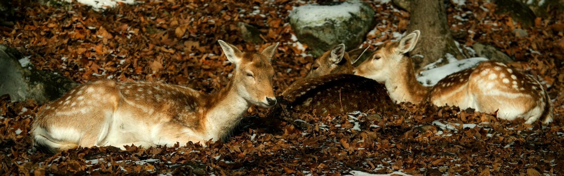 cervidés en pleine nature à montebello québec