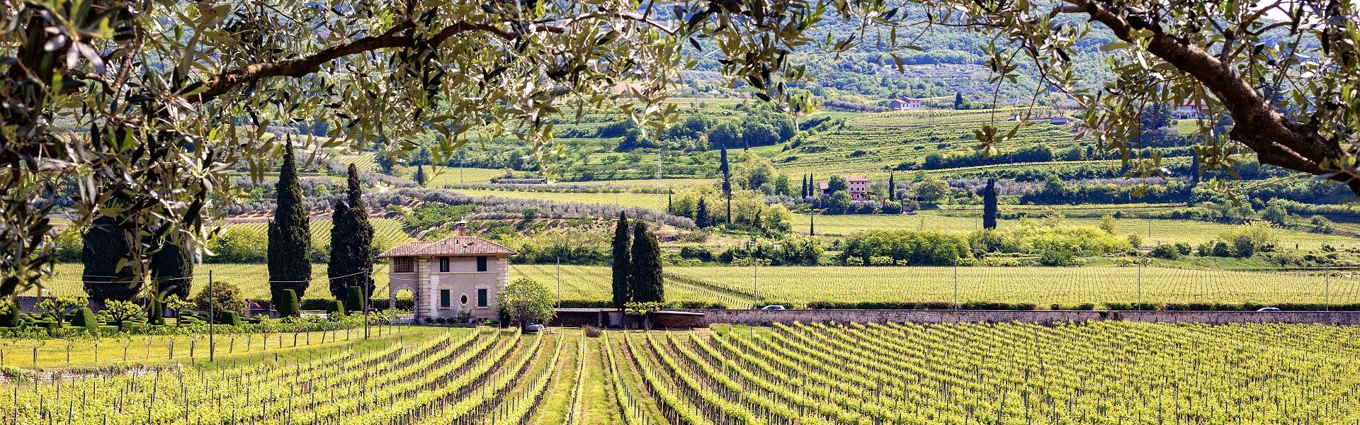 domaine viticole sur les terres toscanes bordé d'oliviers et de cyprès - crédit shutterstock