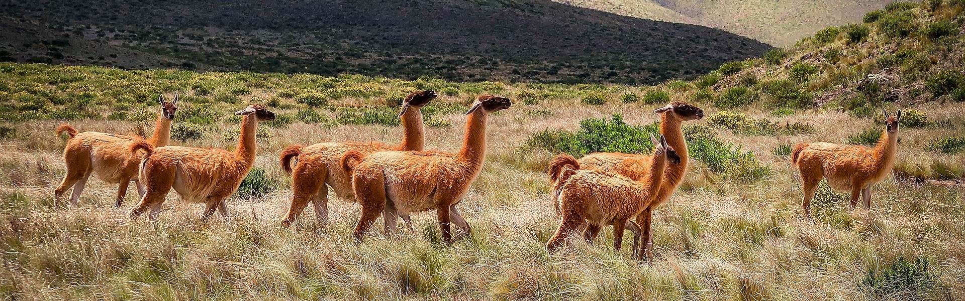lamas dans la pampa de salta au nord-ouest de l'argentine