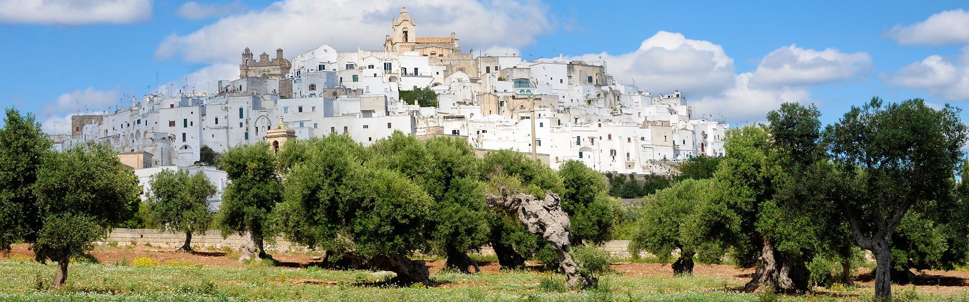 vue sur la ville blanche d'ostuni et ses oliviers centenaires au premier plan - pouilles, Italie