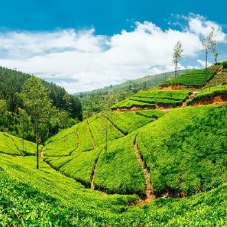 nuwara eliya