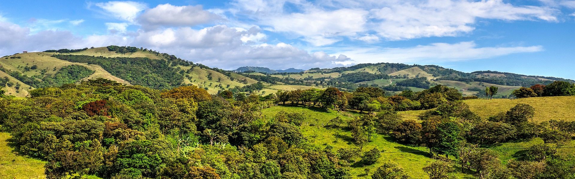 plantations de café à monteverde