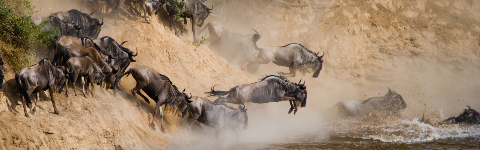 troupeau de gnous durant la grande migration parc national du serengeti nord de la tanzanie