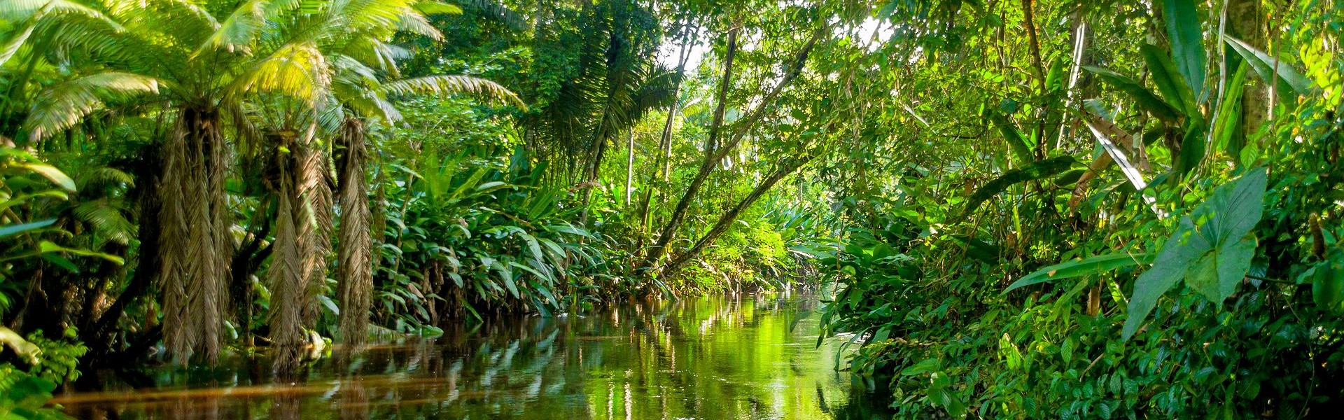 cœur de la forêt tropicale amazonienne au brésil