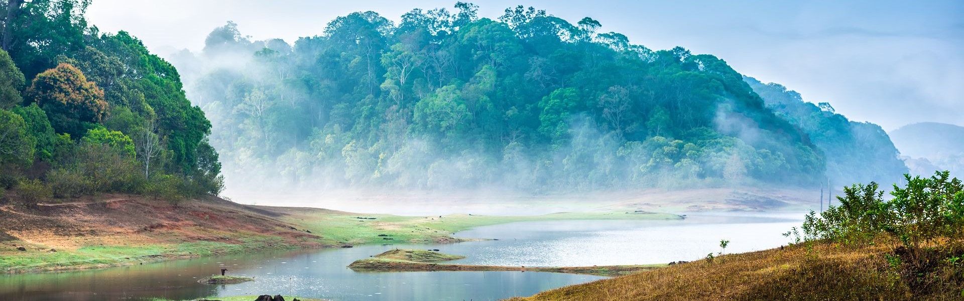 foret brumeuse et riviere dans le parc national de periyar au kerala en inde