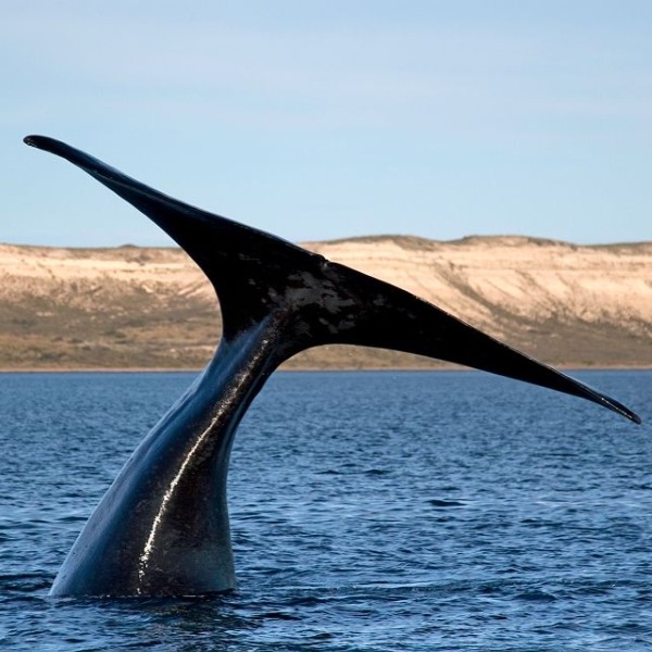 Puerto Madryn