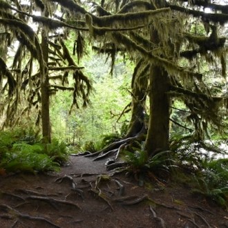 Cathedral Grove
