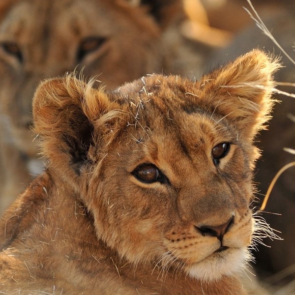 Circuit Safari Tanzanie : Tanzanie Safaris ! Échos de la Savane