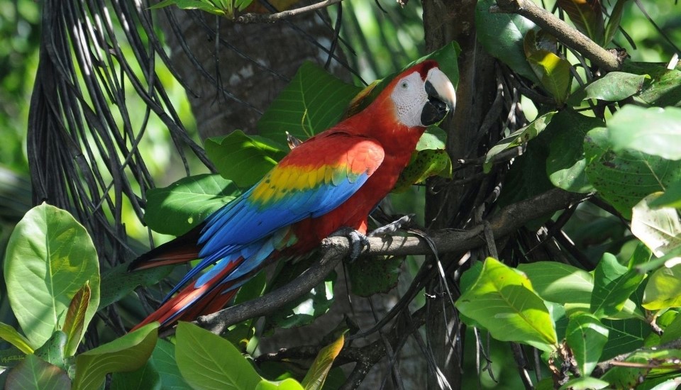 ara parc national de corcovado
