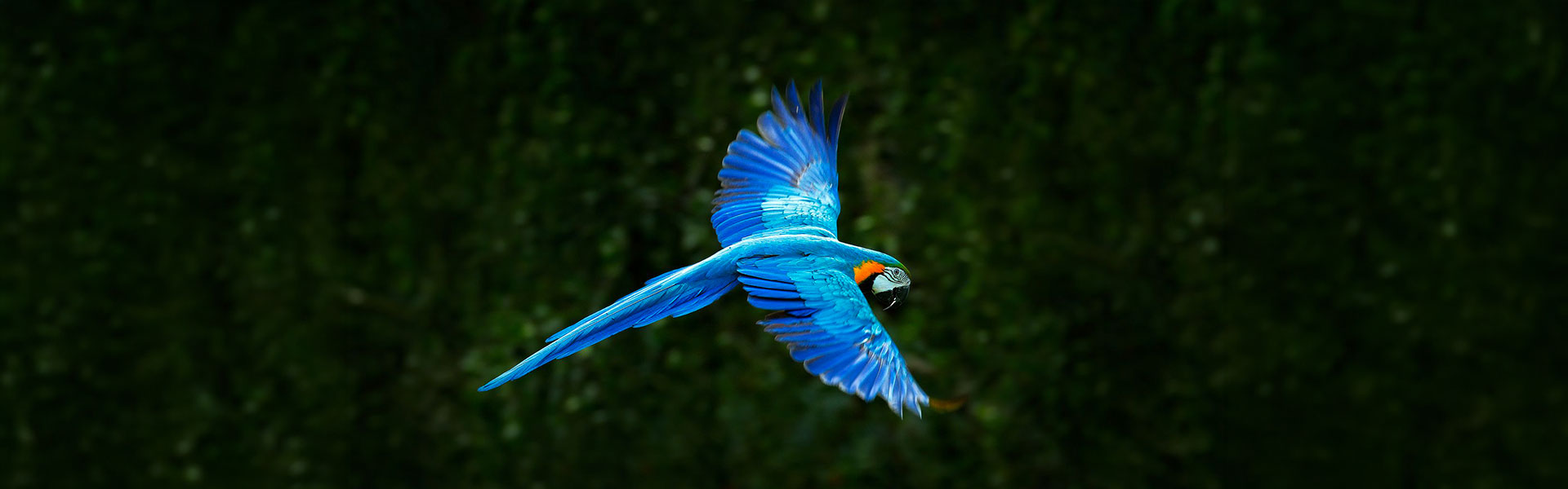 Ara bleu aux abords des chutes d'Iguazú