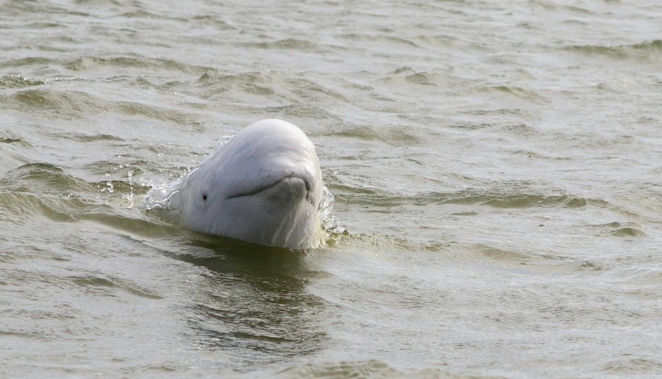 beluga à la baie d'hudson au manitoba canada
