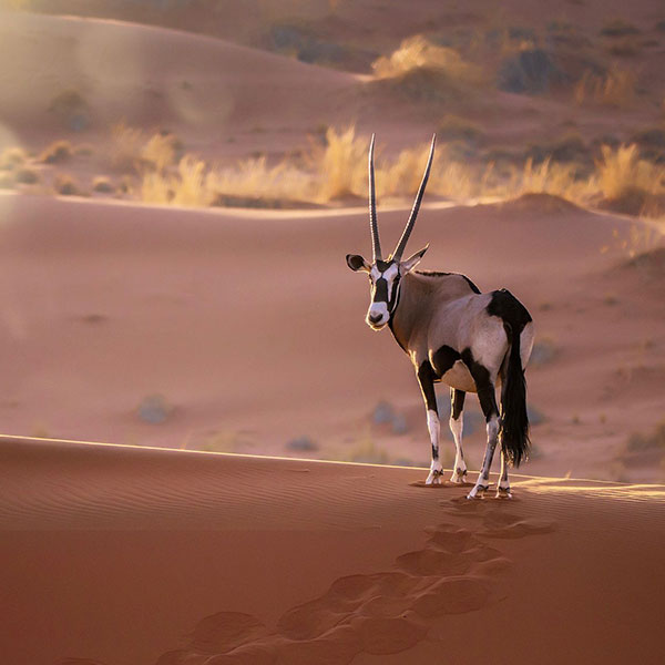 circuit afrique surperlative botswana namibie zimbabwe