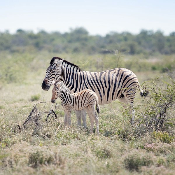 circuit diamant de l afrique namibie