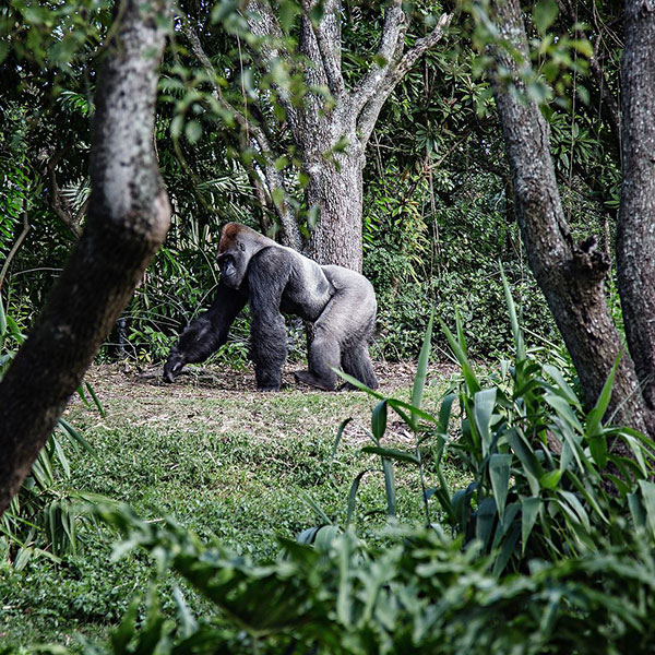 circuit recherche des gorilles rwanda ouganda