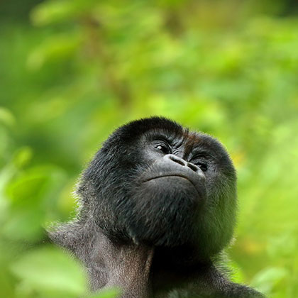 Afrique zone Ouganda
