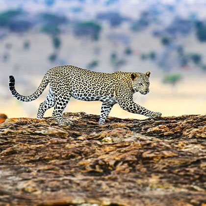 Afrique zone Tanzanie