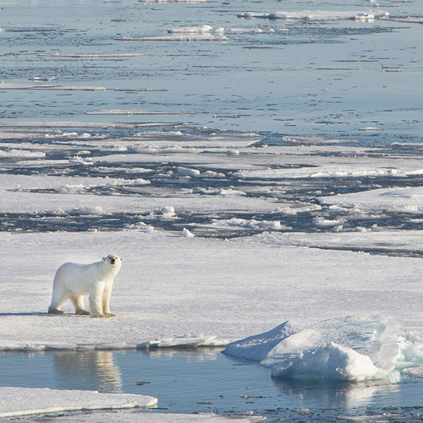 circuit spitzberg île aux ours blancs svalbard et jan mayen arctique