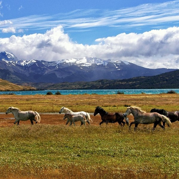 Dernières nouvelles de Patagonie - crédit andre ulysses de salis