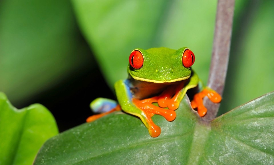 grenouille parc national volcan arenal nord du costa rica