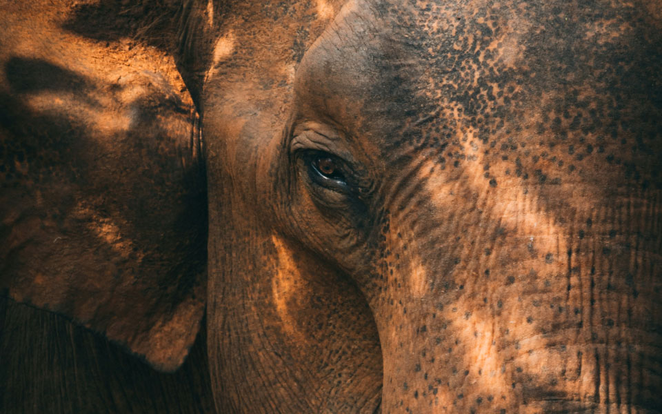 elephant sri lanka