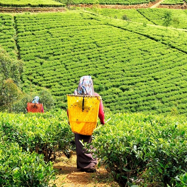 circuit le sri lanka et les maldives en famille