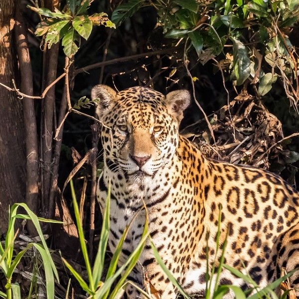 LE MARAIS-MONDE DU PANTANAL