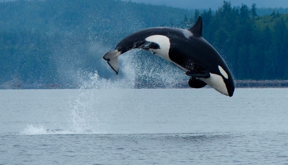 orque dans la campbell river en colombie-britannique ouest du canada