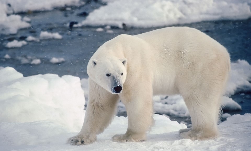 ours blanc à la baie d'hudson au manitoba canada