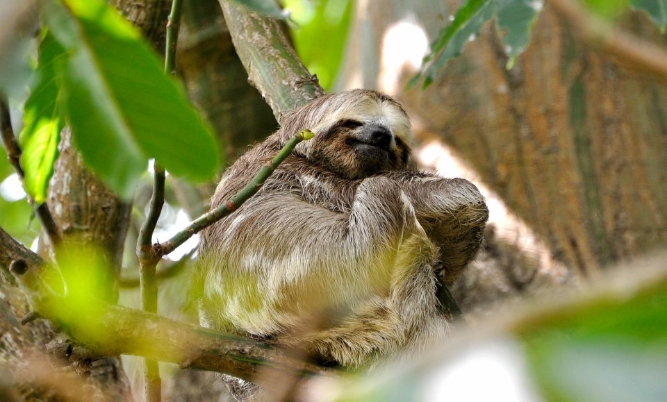 paresseux vallée centrale costa rica