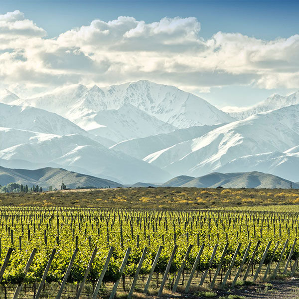 circuit cépages divins - vignobles en Argentine