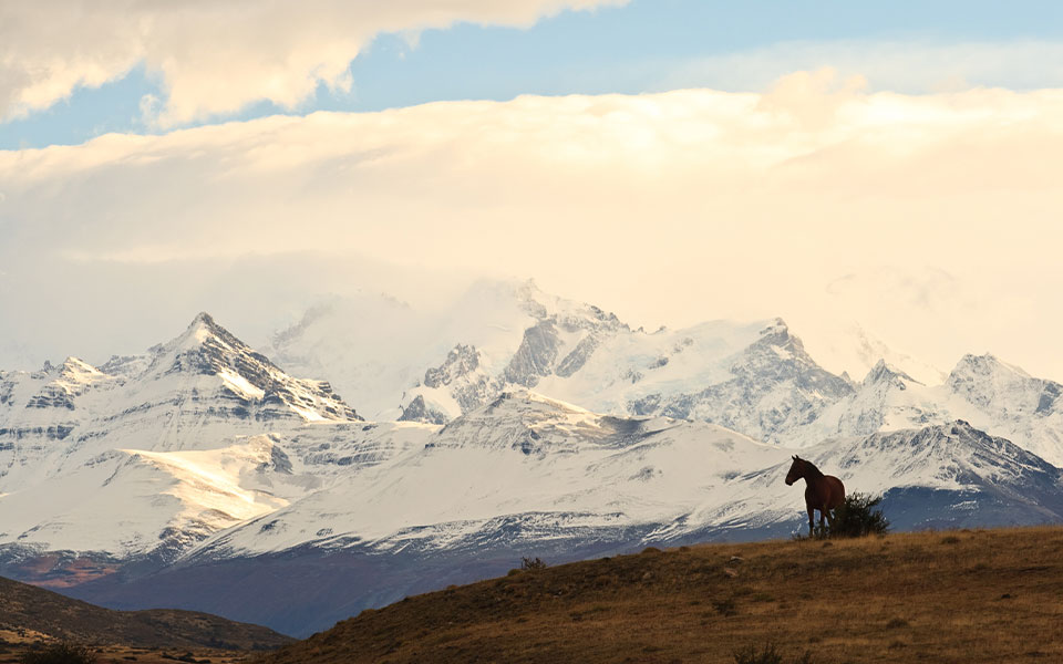 cheval dans les andes côté argentin