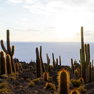 Cactus dans le salar d'Uyuni