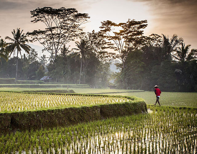 marche rizieres bali