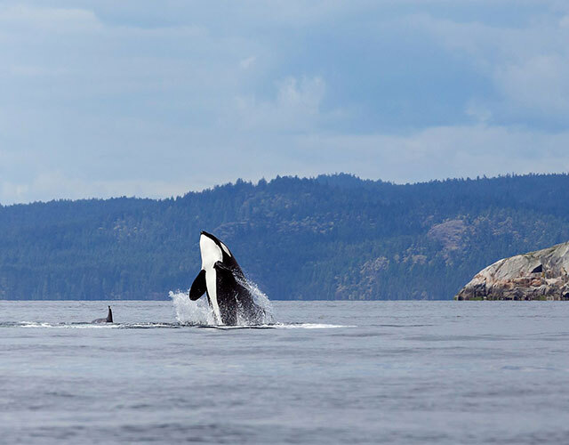 observation baleines canada