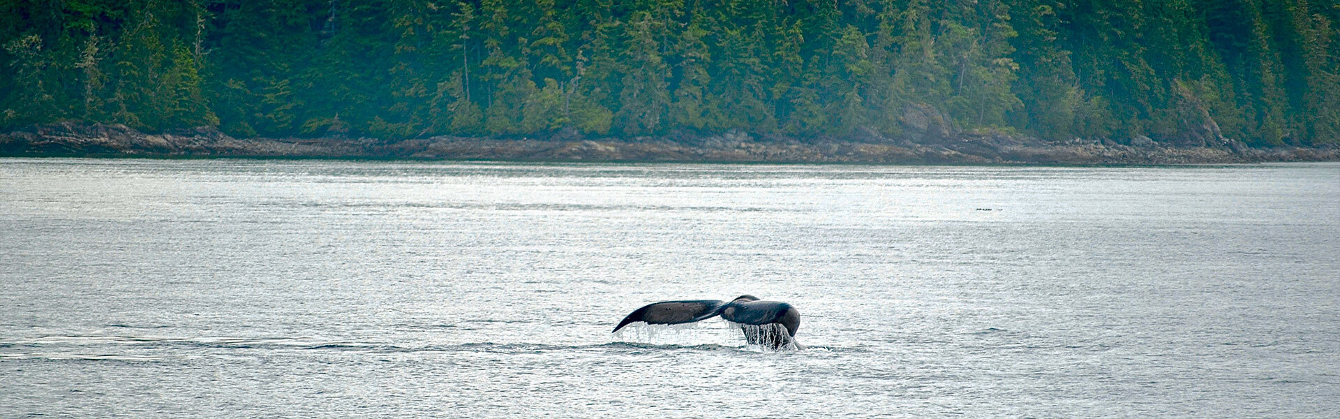queue de baleine canada