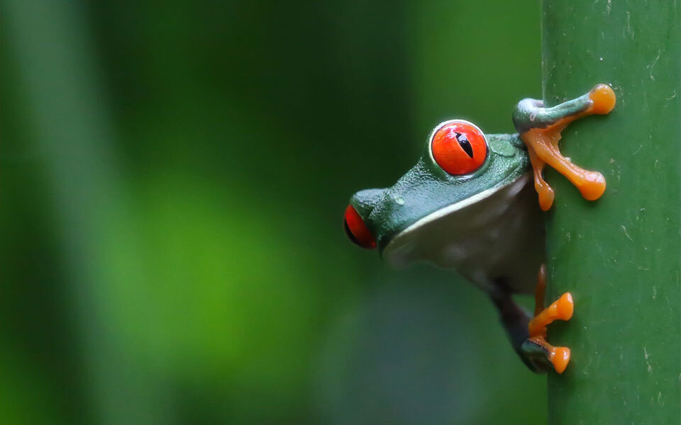 grenouille costaricienne