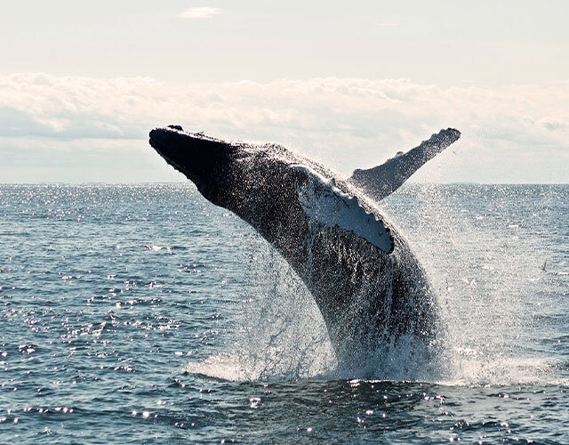 baleine ocean pacifique