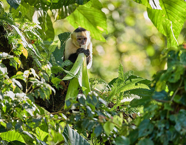 singe parc de cahuita
