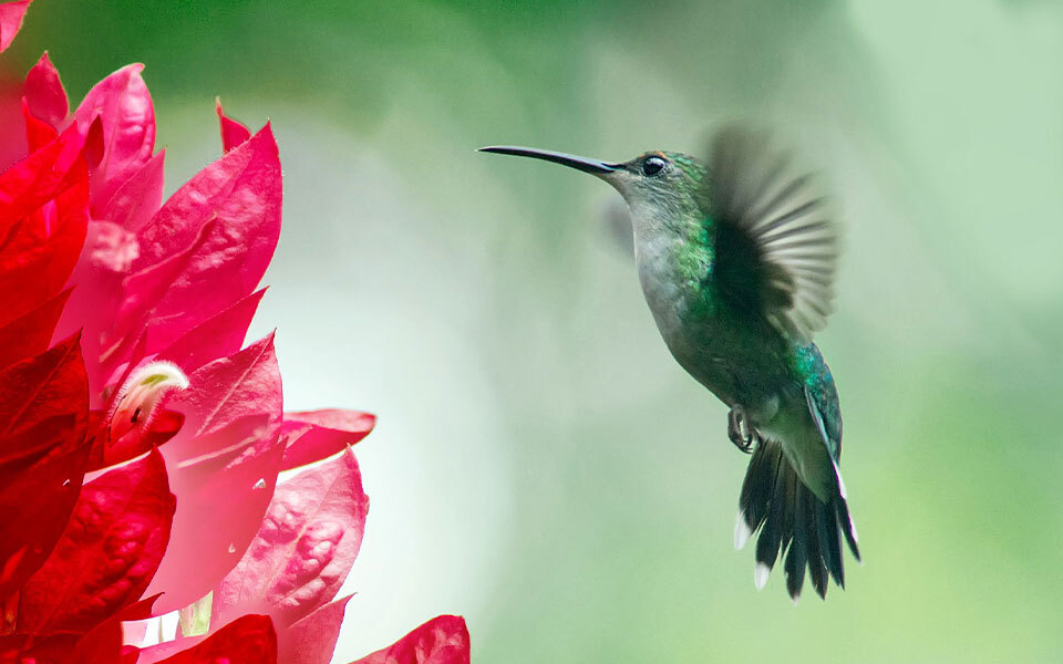 petit oiseau costa rica