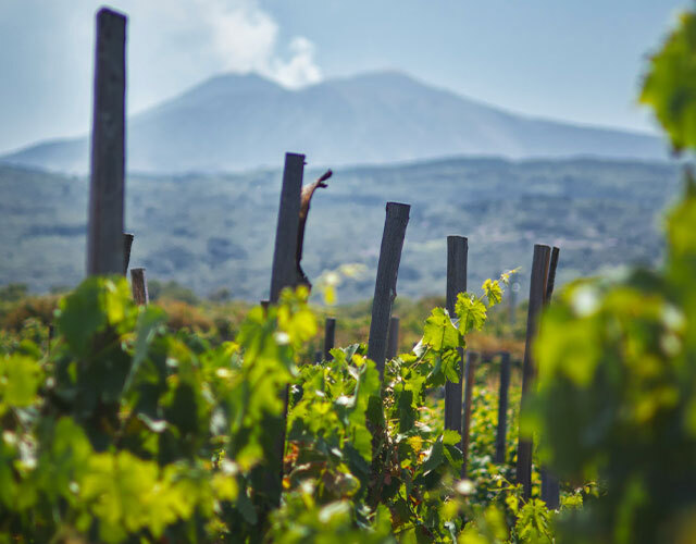 Dégustation de vins dans les vignobles de l'Etna